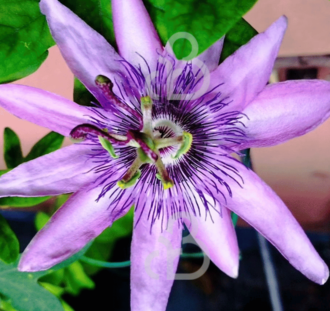 Passiflora c.  'Beervelde' | Passiebloem | Klimplanten