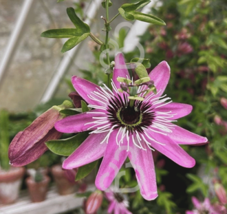 Passiflora c. 'Victoria' | Passiebloem | Klimplanten