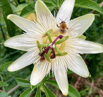 Passiflora caerulea 'Constance Elliot' | Passiebloem | Klimplant