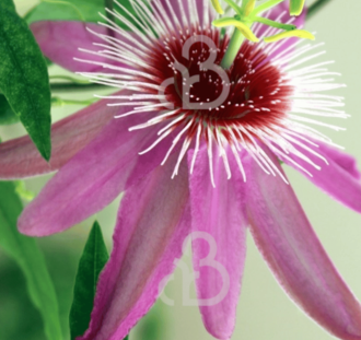 Passiflora c. 'Anastasia' | Passiebloem | Klimplanten