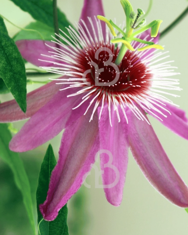 Passiflora c. 'Anastasia' | Passiebloem | Klimplanten