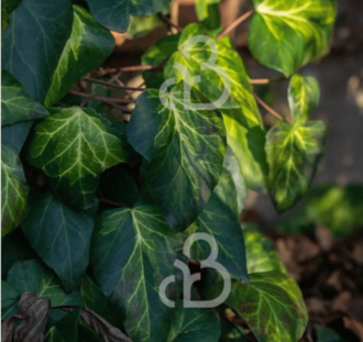 Hedera colchica 'Sulphur Heart' | Klimop | Klimplanten