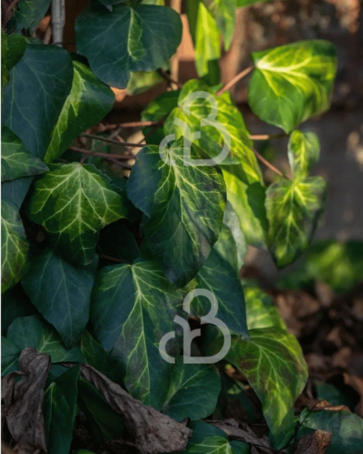 Hedera colchica 'Sulphur Heart' | Klimop | Klimplanten