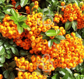 Pyracantha 'Orange Charmer' | Vuurdoorn  | Klimplanten