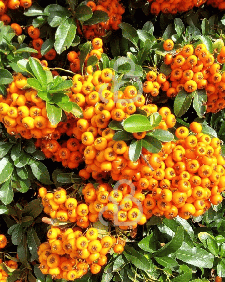 Pyracantha 'Orange Charmer' | Vuurdoorn  | Klimplanten