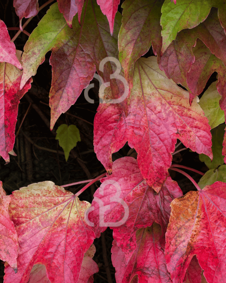 Parthenocissus tr. 'Veitchii' | Wilde wingerd | Klimplanten