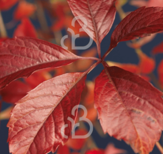 Parthenocissus quinq. 'Engelmannii' | Wilde wingerd | Klimplanten