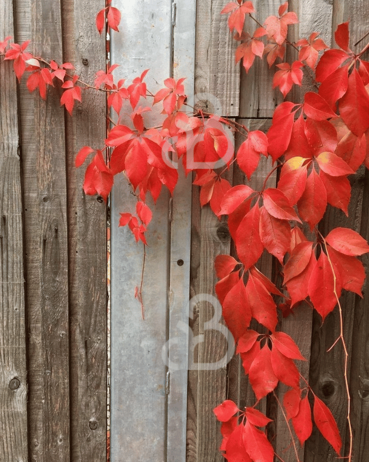 Parthenocissus henryana | Wilde wingerd | Klimplanten