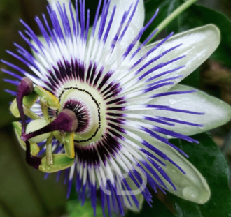 Passiflora 'Damsel's delight' | Passiebloem | Klimplanten