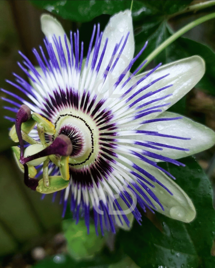 Passiflora 'Damsel's delight' | Passiebloem | Klimplanten