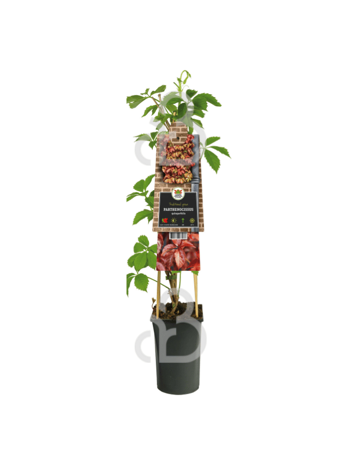 Parthenocissus quinquefolia | Wilde wingerd | Klimplanten