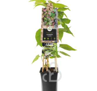 Actinidia kolomikta | Sierkiwi | Klimplant