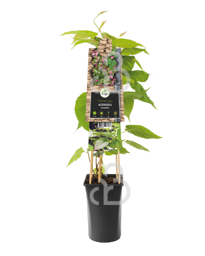 Actinidia kolomikta | Sierkiwi | Klimplant