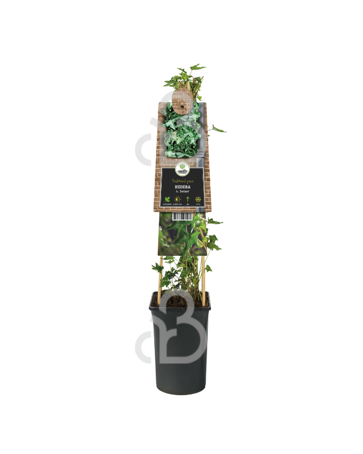 Hedera hel. 'Ivalace' | Klimop  | Klimplanten