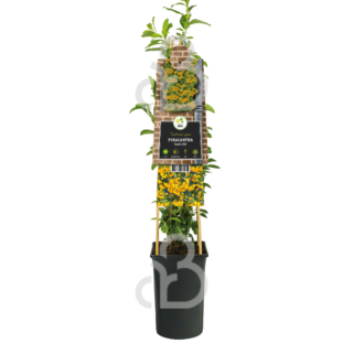 Pyracantha 'Soleil d'Or' | Vuurdoorn | Klimplanten