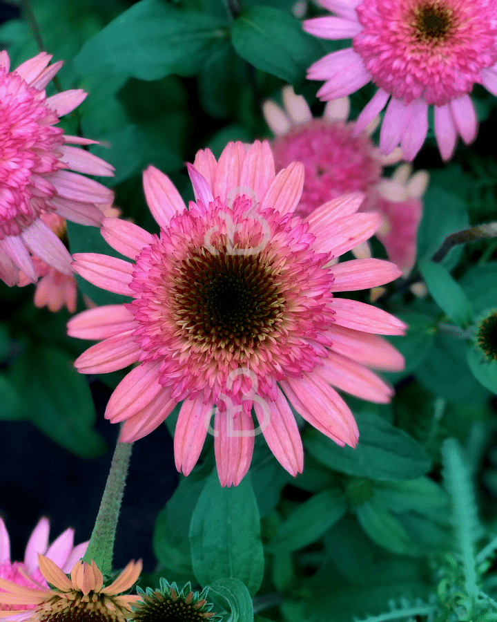 Echinacea purp. 'Raspberry Truffle' | Zonnehoed | Vaste plant