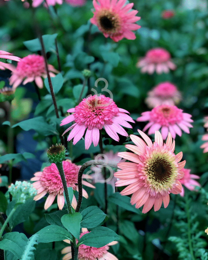 Echinacea purp. 'Raspberry Truffle' | Zonnehoed | Vaste plant