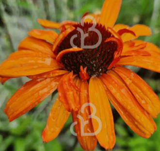 Echinacea purp. 'Tiki Torch' | zonnehoed | Vaste plant