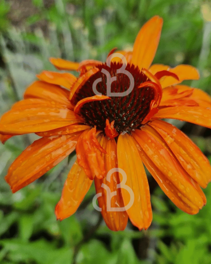 Echinacea purp. 'Tiki Torch' | zonnehoed | Vaste plant