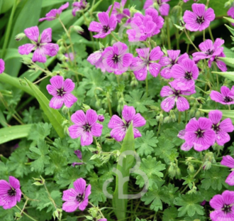 Geranium cin. 'Splendens' | Ooievaarsbek | Vaste plant