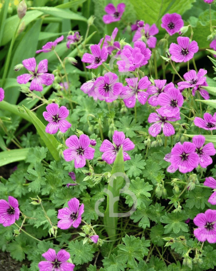 Geranium cin. 'Splendens' | Ooievaarsbek | Vaste plant