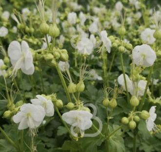 Geranium macr. 'White Ness' | Ooievaarsbek | Vaste plant