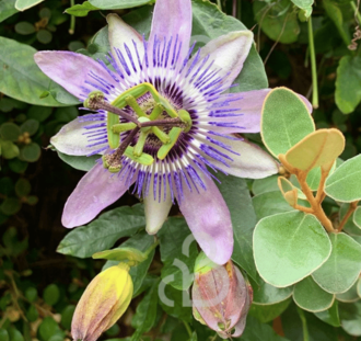 Passiflora 'Betty Miles Young' | Passiebloem | Klimplanten