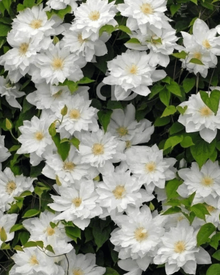 Clematis 'Sylvia Denny' | Bosrank | Klimplanten