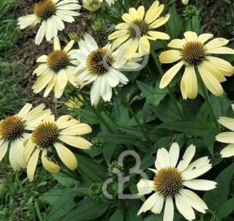 Echinacea purp. 'Mellow Yellow' | Zonnehoed | Vaste plant