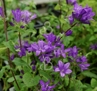 Campanula glomerata 'Superba' | Karpatenklokje | Vaste plant