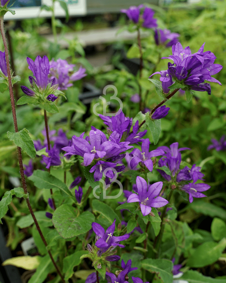 Campanula glomerata 'Superba' | Karpatenklokje | Vaste plant