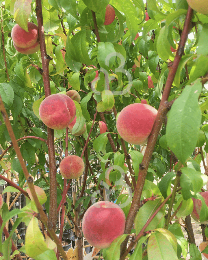 Prunus p. 'Wassenberger' | Perzikboom