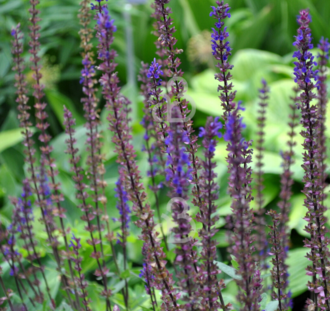 Salvia nemorosa 'Caradonna' | Salie | Vaste plant