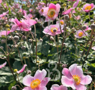Anemone hyb. 'Serenade' | Anemoon | Vaste plant