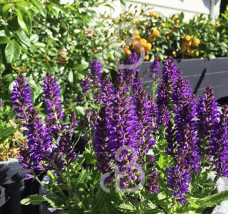 Salvia nemorosa 'Marcus' | Salie | Vaste plant