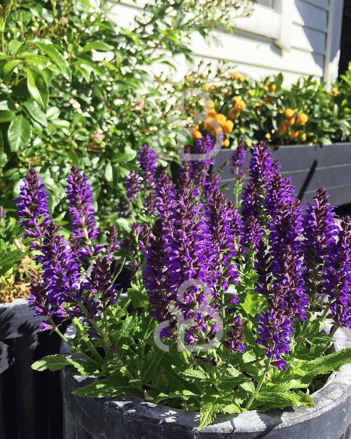 Salvia nemorosa 'Marcus' | Salie | Vaste plant