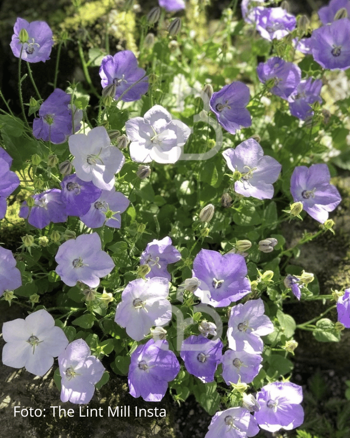 Campanula carp. 'Blaue Clips' | Karpatenklokje | Vaste plant