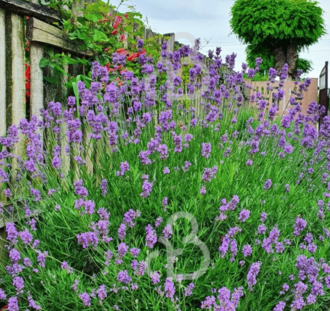 Lavandula ang. 'Munstead' | Lavendel | Vaste plant