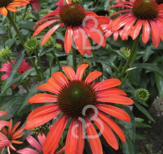 Echinacea purp. 'Julia'  | Zonnehoed | Vaste plant
