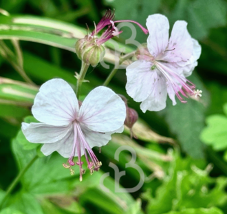 Geranium cantabrigiense 'Biokovo' | Ooievaarsbek | Vaste plant