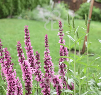 Salvia nem. 'Caradonna Pink' | Salie | Vaste plant