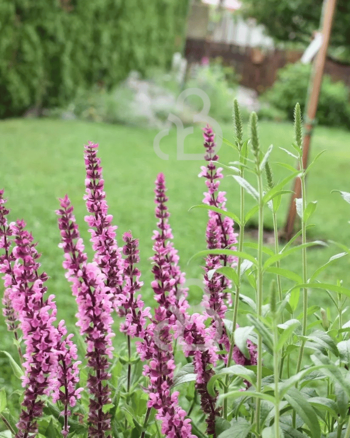 Salvia nem. 'Caradonna Pink' | Salie | Vaste plant