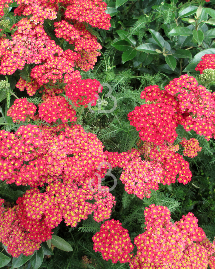 Achillea mil. 'Paprika' | Duizendblad | Vaste plant