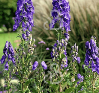 Aconitum carm. 'Arendsii' | Monnikskap | Vaste plant