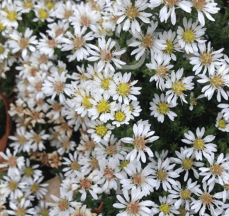 Aster ericoides 'Snowflurry'  | Herfstafster | Vaste plant