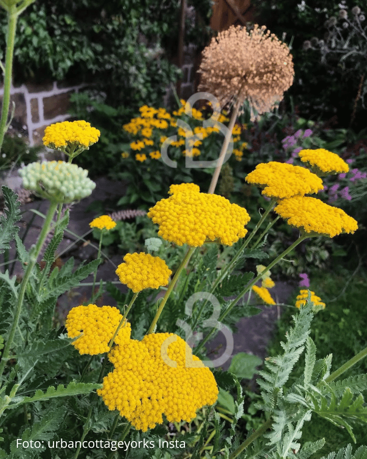 Achillea fil. 'Cloth of Gold' | Duizendblad | Vaste plant