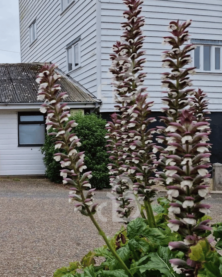 Acanthus mollis | Acanthus | Vaste plant