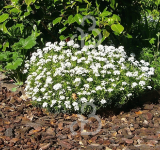 Iberis semp. 'Weisser Zwerg' | Witte scheefbloem | Vaste plant