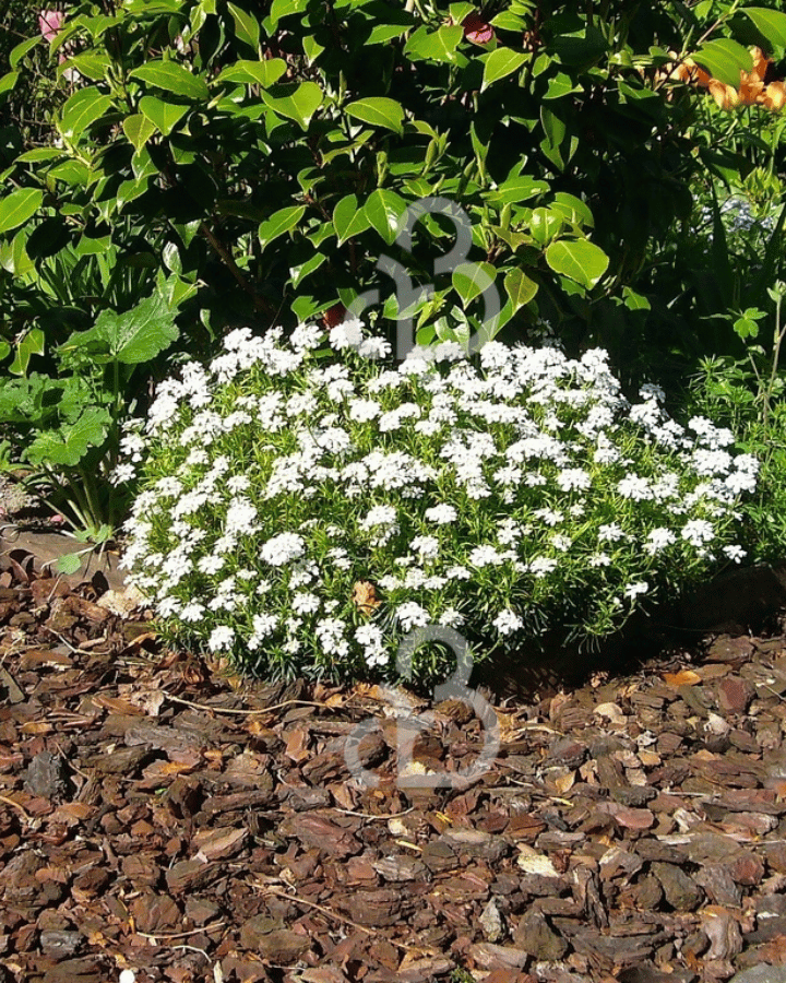 Iberis semp. 'Weisser Zwerg'  | Witte scheefbloem | Vaste plant