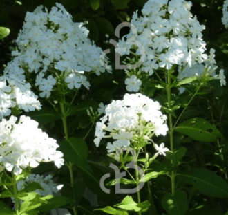 Phlox (P) 'Fujiyama' | Vlambloem | Vaste plant